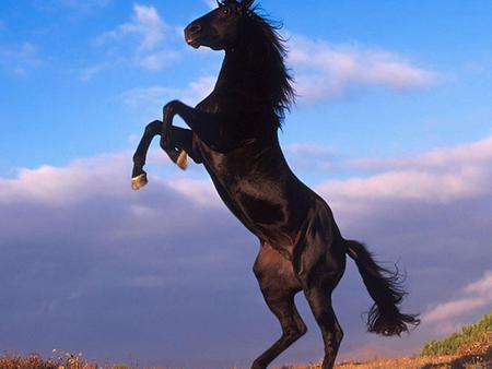 Black Mustang - horses, sky, animals, mustang, black