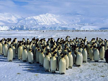 Colony Of Penguins - white, penguins, cool, colony, arctic, black, birds