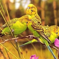 Parrots