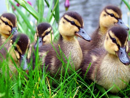 Little Ducks - ducks, wild, grass, lacke, little