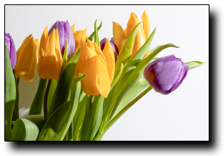 Beauty for your soul - tulips, precious, sweet, yellow, forever, gorgeous, light, violet, spanish, springtime, colors, complementary, sunshine, green