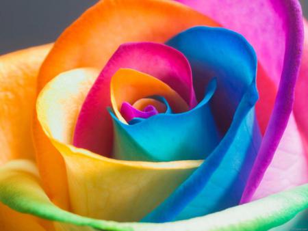 Multi-colored rose(For Andonia) - multi, yellow, blue, red, green, colored, rose