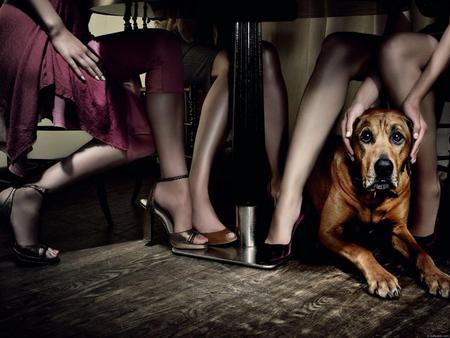 Gossips - nice, women, stupid, dog, gossips, legs