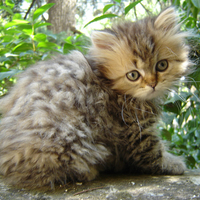 Sweet Kitty for SweetSouthernComfort