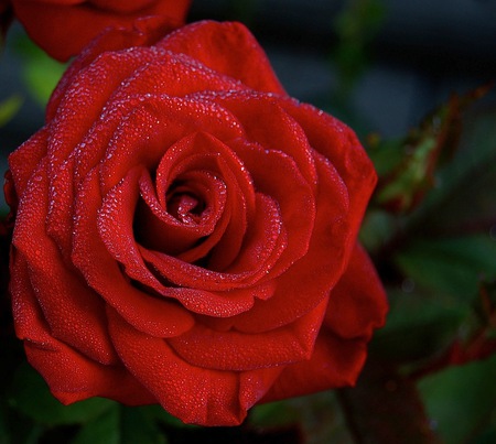 Rose With Dew - love, beauty, rose, dew, lovely, nature, red, flowers, drops, flower