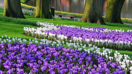 Colours of spring - trees, beauty, spring, grass, flowers, colours, white, nature, purple, lake, park