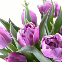 Purple tulips