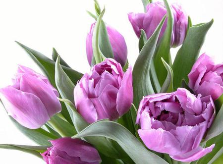 Purple tulips - flowers, tulips, purple tulips, purple, beautiful tulips, beauty