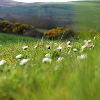 Spring meadow