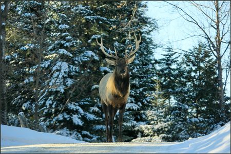 Don't Shoot Me Please - trees, forest, snow, winter, animal, stag