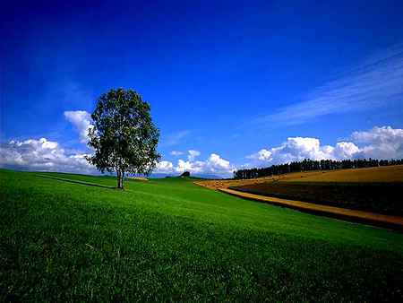 blue sky - skiesss, 3d fantasy, trees, green grass