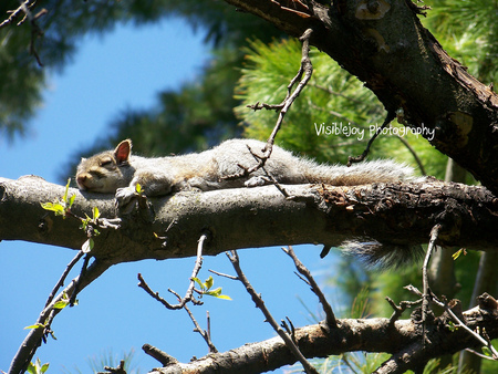 Napping in the sun - tree, squirrel, animals, sun