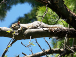 Napping in the sun