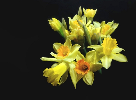 daffodils - daffodils, bouquet, still life, yellow