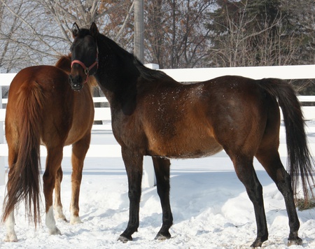 Horses!!!! - fence, farm, animals, ponies, black horses, brown horses, nature, snow, horse photography