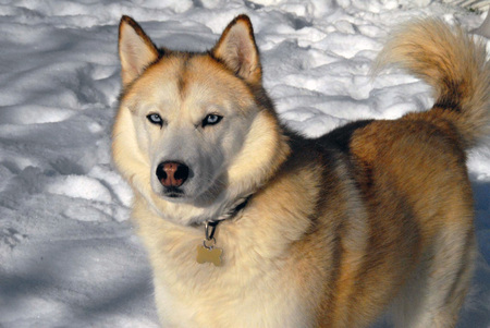 Husky in Snow - nature, snow, puppies, majestic dogs, animals, wolves, huskies