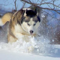 Siberian Husky Running in Snow