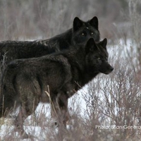 Two Black Wolves
