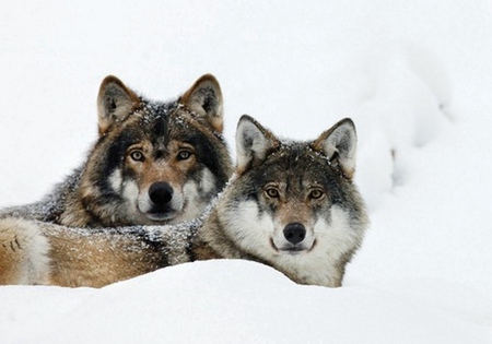 Two Wolves hidden in Snow - nature, wolfs, hidden, snow, lovely, animals