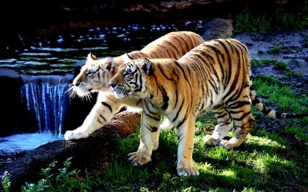 GRACIOUS FRIENDS - stream, forest, tigers, stripes, gracious, two, grass