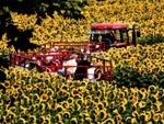 sunflower field