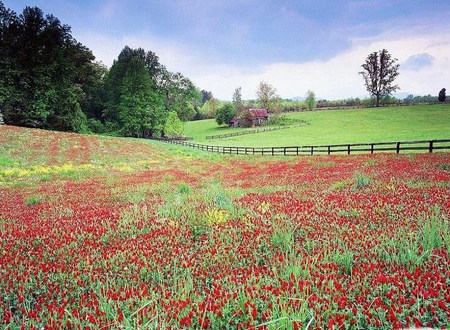 flower field - nature, field, flowers, red