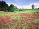 flower field