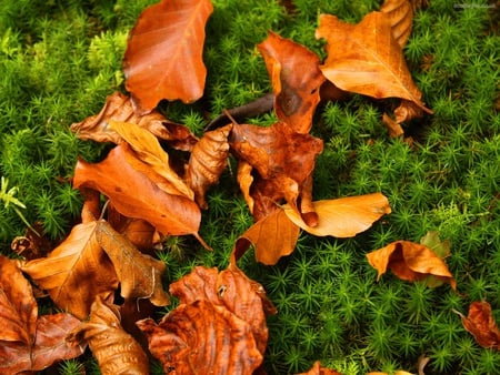 Autumn Leaves - nature, autumn, green, rust, leaves