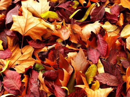 Leaf Carpet - leaves, nature, autumn, rust