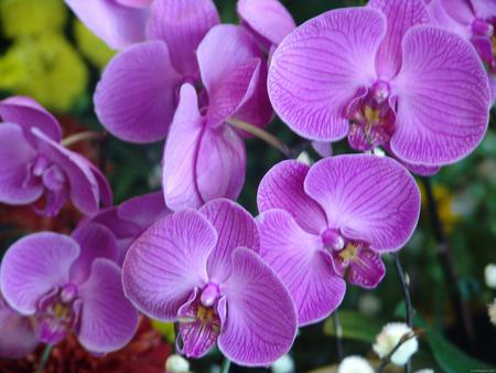 Pink Pretties - nature, pink, orchid, flowers, pretties