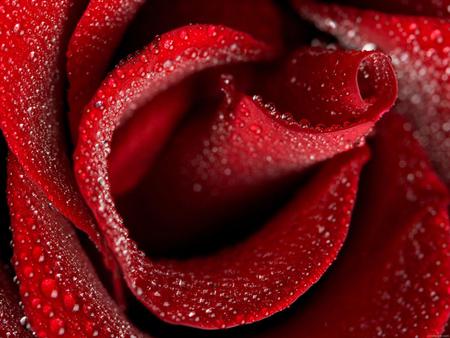 Red Rose - nature, red, beautiful, flowers, rose