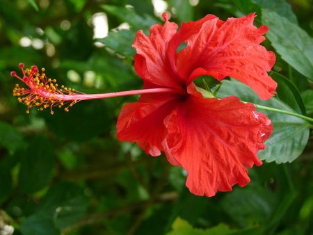 Hibiscus - flowers, nature, red, green, hibiscus