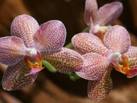 Milva Buddha Orchid - nature, milva, buddha, orchid, flowers