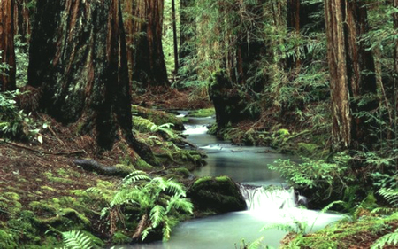 River - forests, nature, rivers, rocks