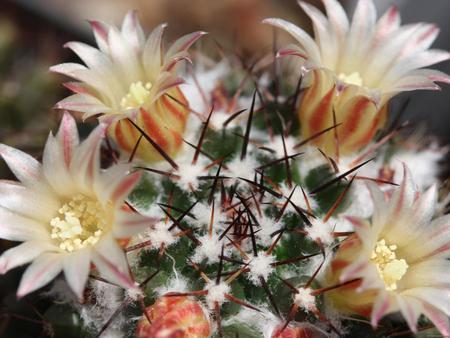 Cactus Flowers - flowers, white, spiky, cactus