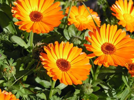 Orange Flowers - nature, orange, flowers