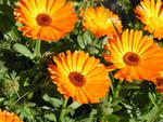 Orange Flowers