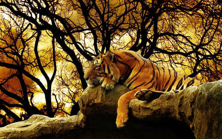 Tiger - forests, tigers, nature, animals