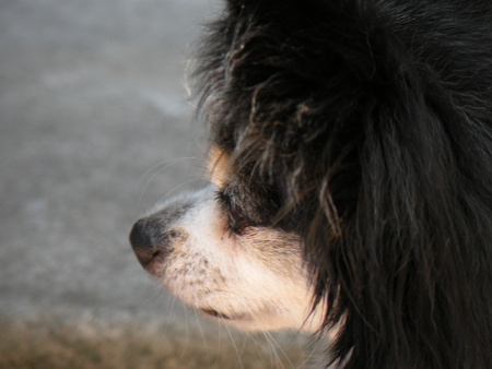 Scooter - head, dog, pappion, closeup