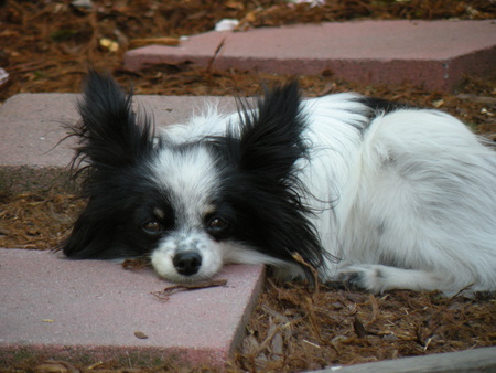 Magic - dog, pappion, resting, patio