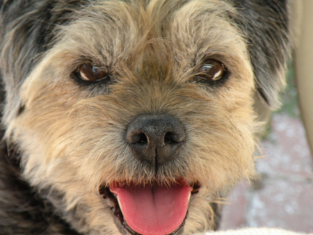 Boston - face, closeup, dog, furry