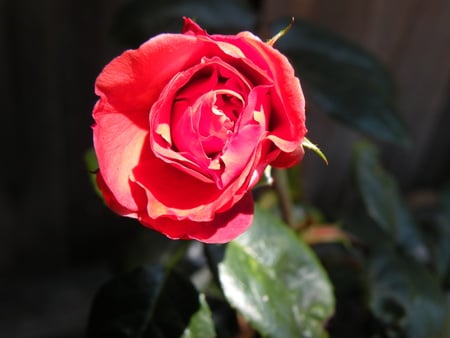 Rose - closeup, rose, red, light