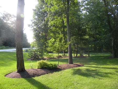 trees - sunny, yard, grass, trees