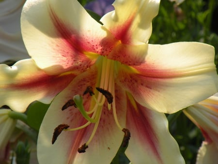 flower - white, closeup, flower, reddish