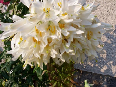 white a Lily - nature, forses of nature, flowers, other