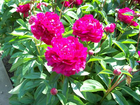 peony - flowers, desire, nature, other