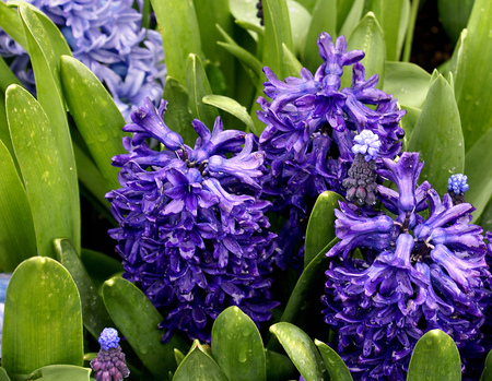 hyachinths - flowers, hyachynths, blue, garden