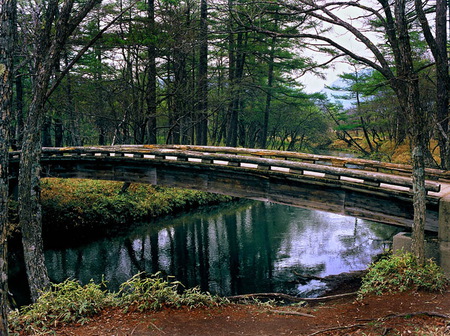 Walk across the forest - quiet, relax, trees, footbridge, water, blue, wood, beauty, grass, forest, walk, nature, green, place, sky