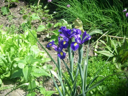 Violet Flower 2 - nature, flowers, photo, garden, inspiration