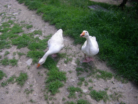 White Ducks - animal, white, ducks, white ducks